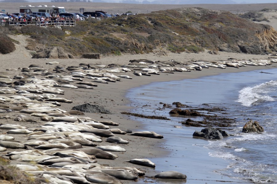 In this file photo taken Oct. 6, 2013, tourists watch elephant seals basking in the sun on the Piedras Blancas beach near San Simeon, Calif. The Piedras Blancas Marine Reserve rookery, on Highway 1, seven-miles north of San Simeon on the California Central Coast, is home to thousands of elephant seals. (Nick Ut/Associated Press)