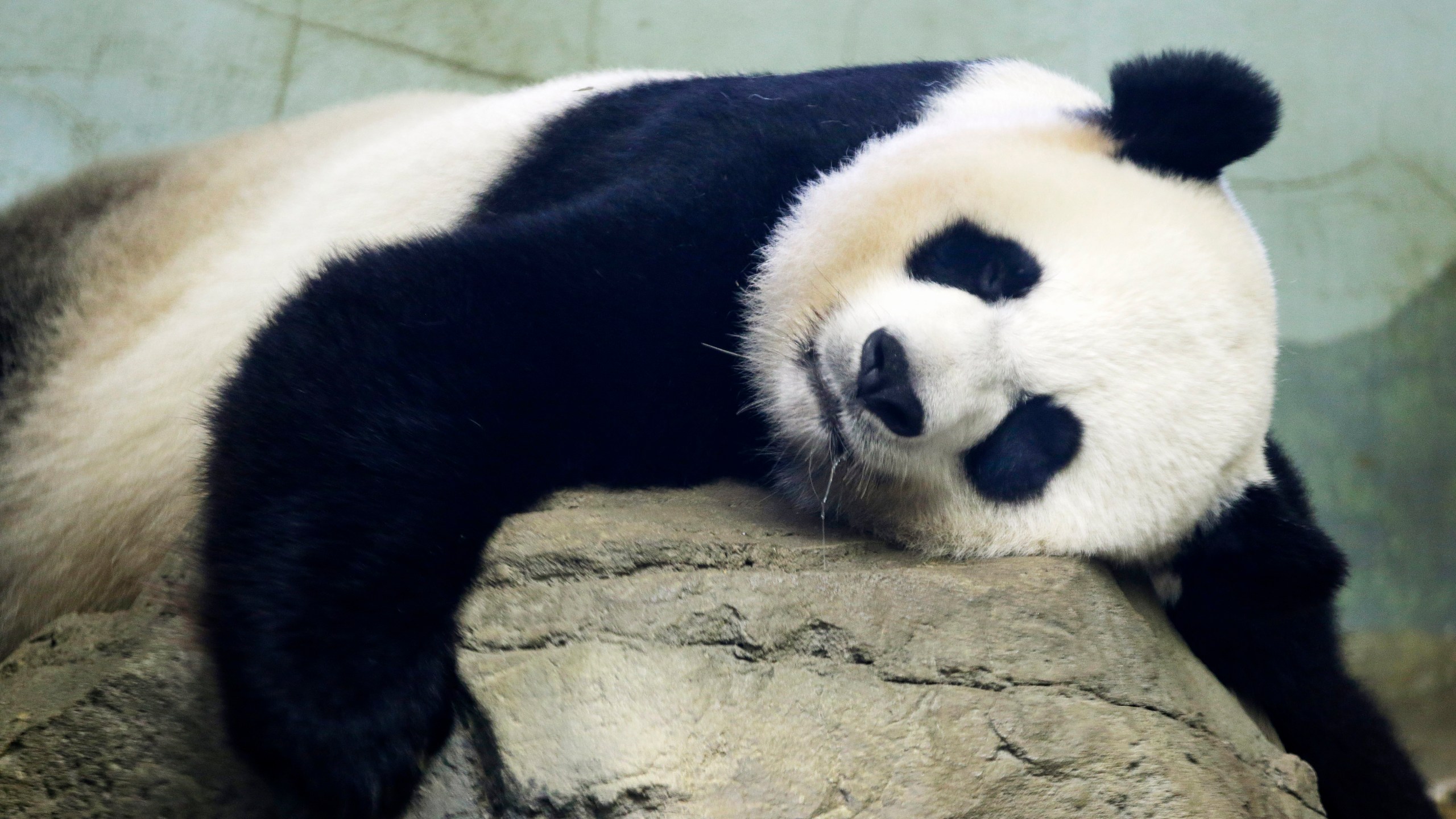 In this Aug. 23, 2015 file photo, The Smithsonian National Zoo's Giant Panda Mei Ziang, sleeps in the indoor habitat at the zoo in Washington. (AP Photo/Jacquelyn Martin)