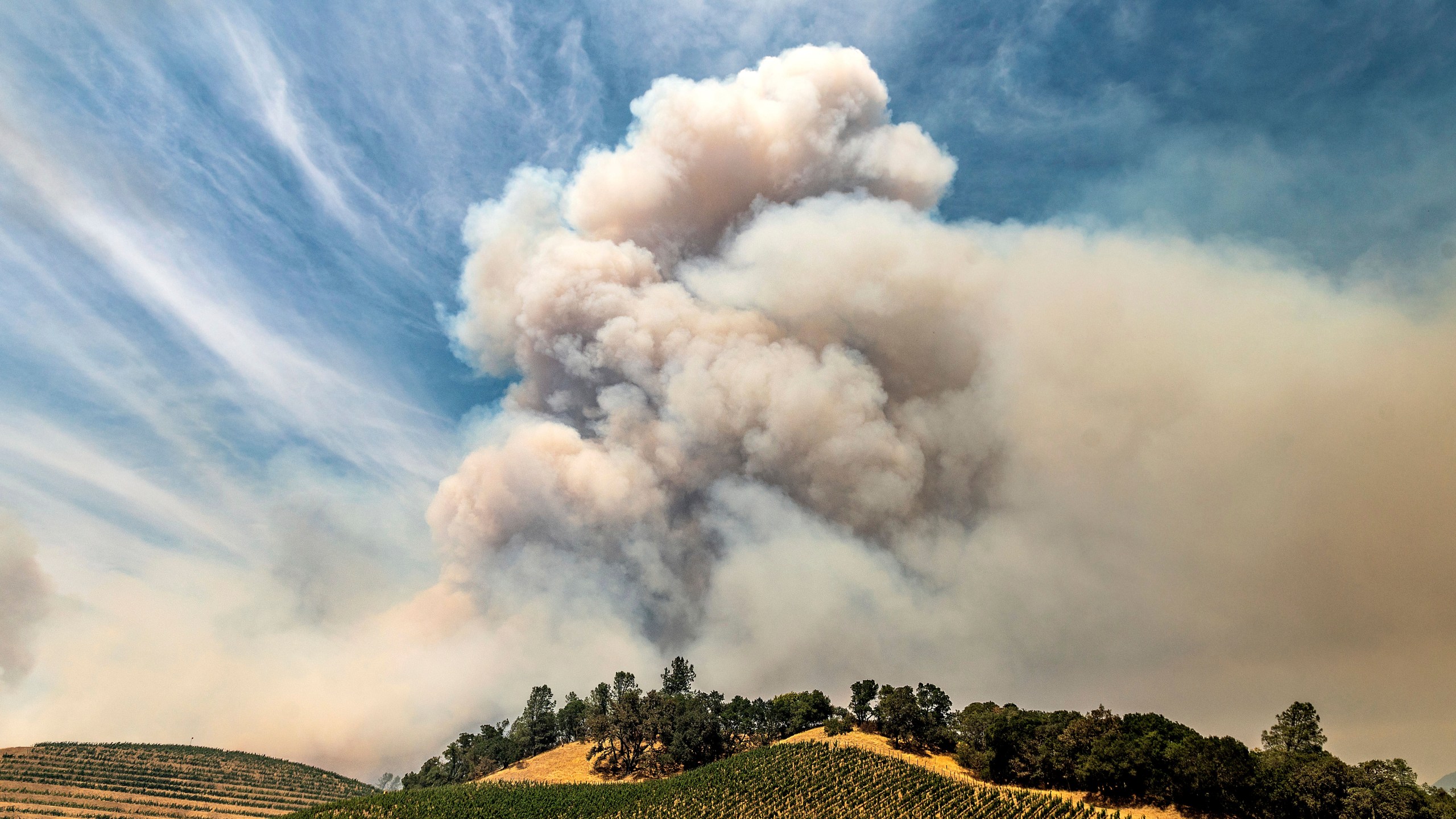 A plume rises over a vineyard in unincorporated Napa County as the Hennessey Fire burns on Tuesday, Aug. 18, 2020. (AP Photo/Noah Berger)