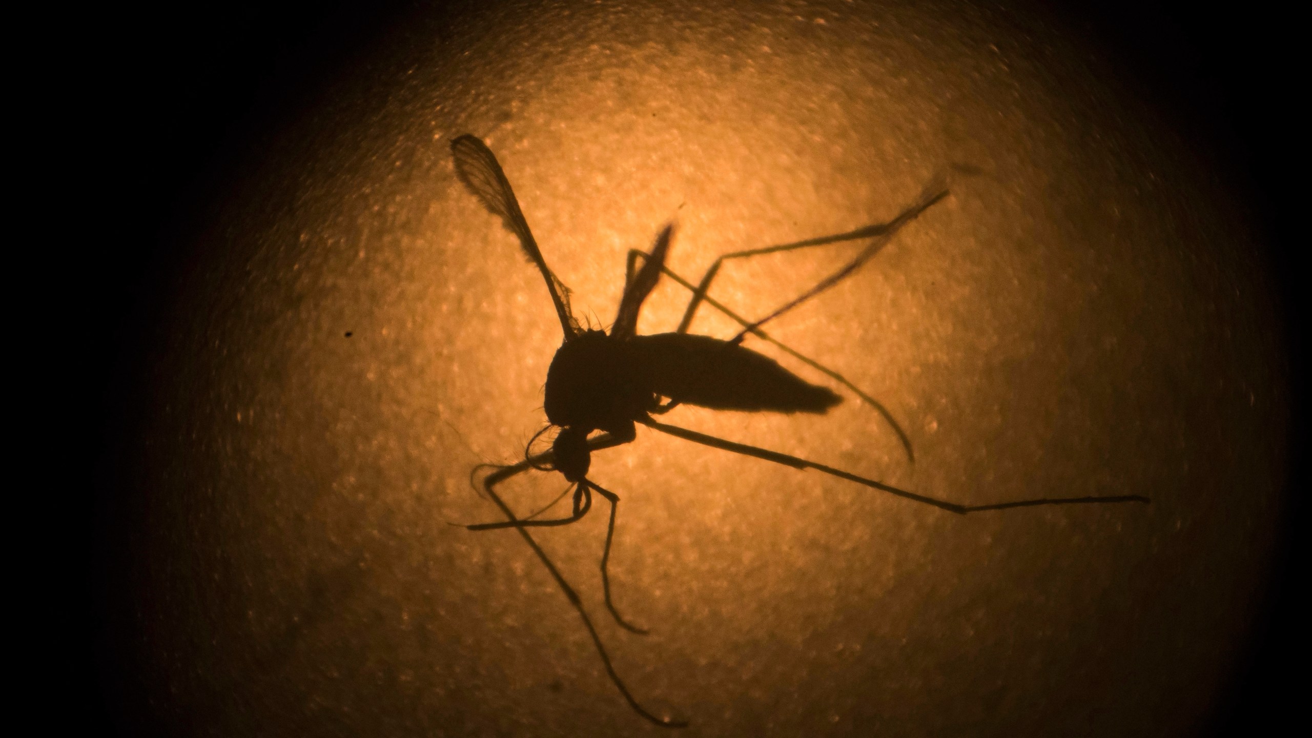 In this Jan. 27, 2016, file photo, an Aedes aegypti mosquito known to carry the Zika virus, is photographed through a microscope at the Fiocruz institute in Recife, Pernambuco state, Brazil. Sometime next year, genetically modified mosquitoes will be released in the Florida Keys in an effort to combat persistent insect-borne diseases such as Dengue fever and the Zika virus. The plan approved Tuesday, Aug. 18, 2020, by the Florida Keys Mosquito Control District calls for a pilot project in 2021 involving the striped-legged Aedes aegypti mosquito, which is not native to Florida. (AP Photo/Felipe Dana, File)