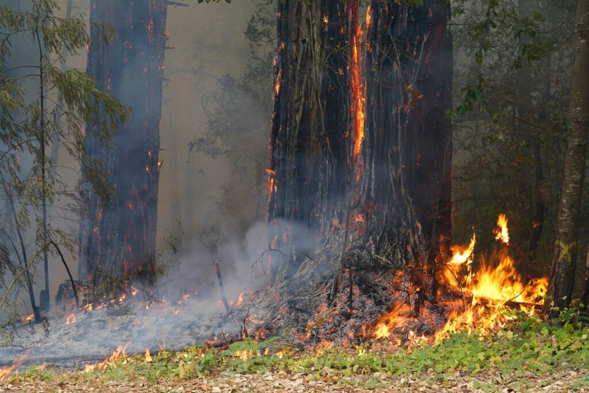 Redwood trees catch fire as the CZU Lightning Complex Fire advances Sunday, Aug. 23, 2020, in Boulder Creek, Calif. (AP Photo/Marcio Jose Sanchez)