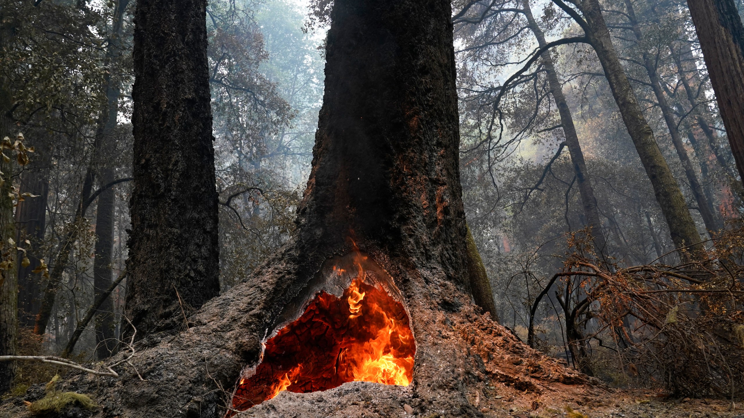 Fire burns in the hollow of an old-growth redwood tree in the Big Basin Redwoods State Park on Aug. 24, 2020. (AP Photo/Marcio Jose Sanchez)