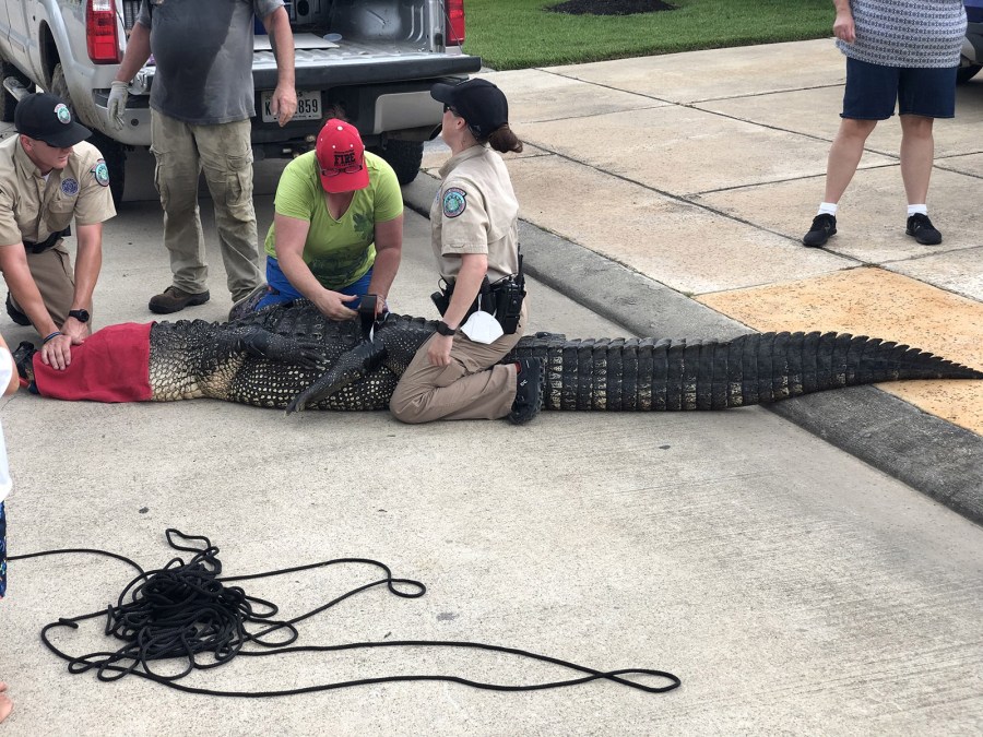 Andrew Grande didn't hesitate before jumping into action when he saw a massive alligator making its way to his 4-year-old daughter. (Andrew Grande)