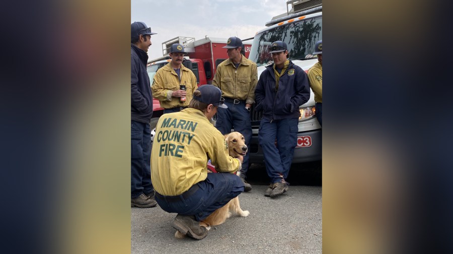 Kerith, a pet therapy dog, poses with firefighters in Marin County in 2020. (Heidi Carmen via CNN)