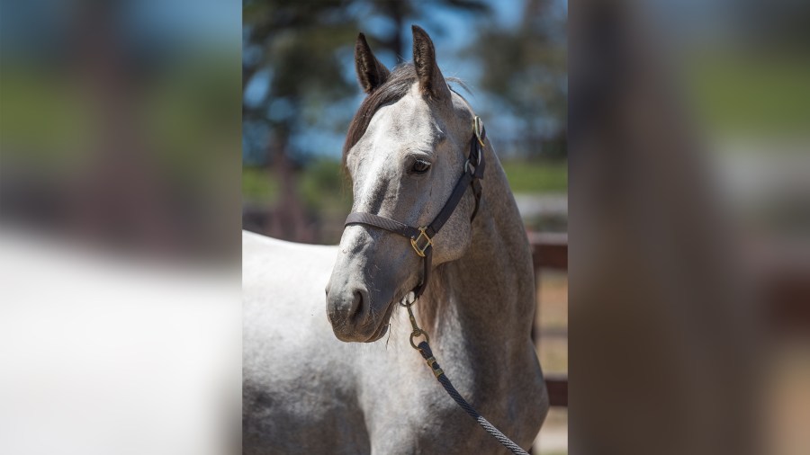 Military working horse Ghost, 30th Security Forces Squadron MWH, poses on July 31, 2020 at Vandenberg Air Force Base in California. (Senior Airman Hanah Abercrombie/U.S. Air Force)