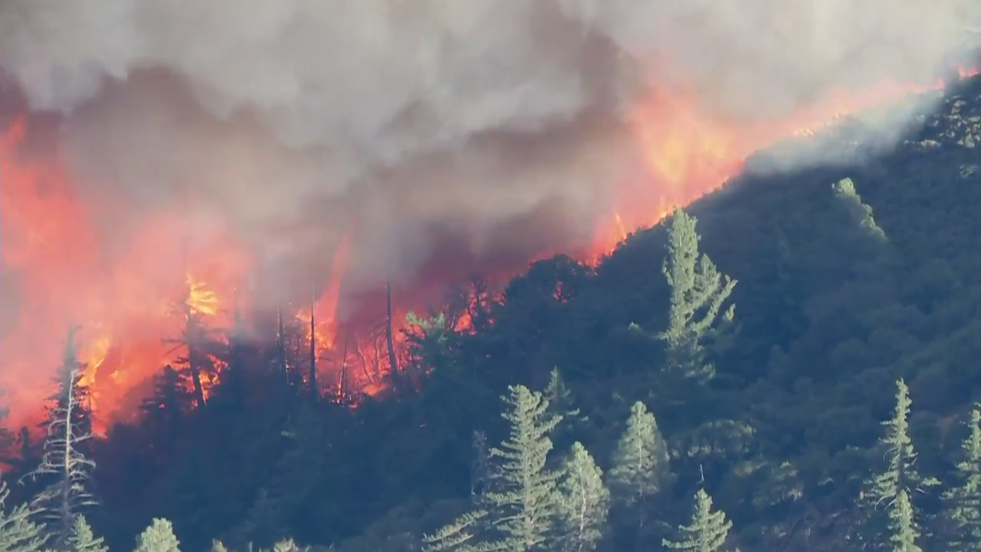 Trees burns during the Lake Fire in the Lake Hughes area of the Angeles National Forest on Aug. 12, 2020. (KTLA)