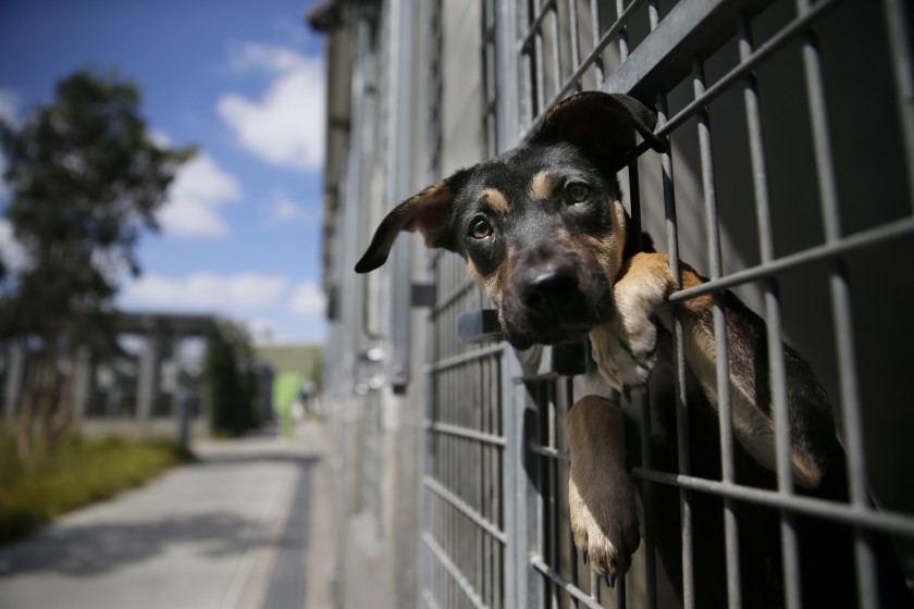 A German shepherd mix is seen at a Los Angeles Animal Services shelter in this undated file photo.(Allen J. Schaben / Los Angeles Times)