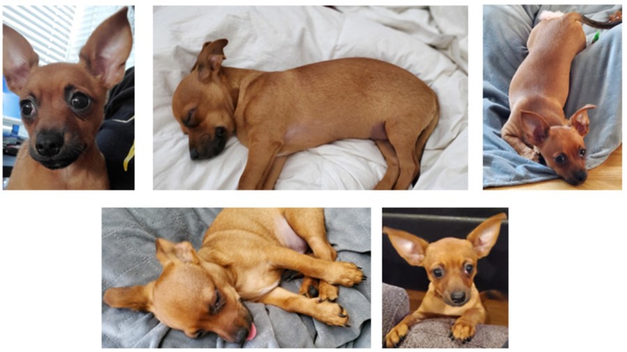 LAPD released these photos of the stolen puppy on Aug. 12, 2020.