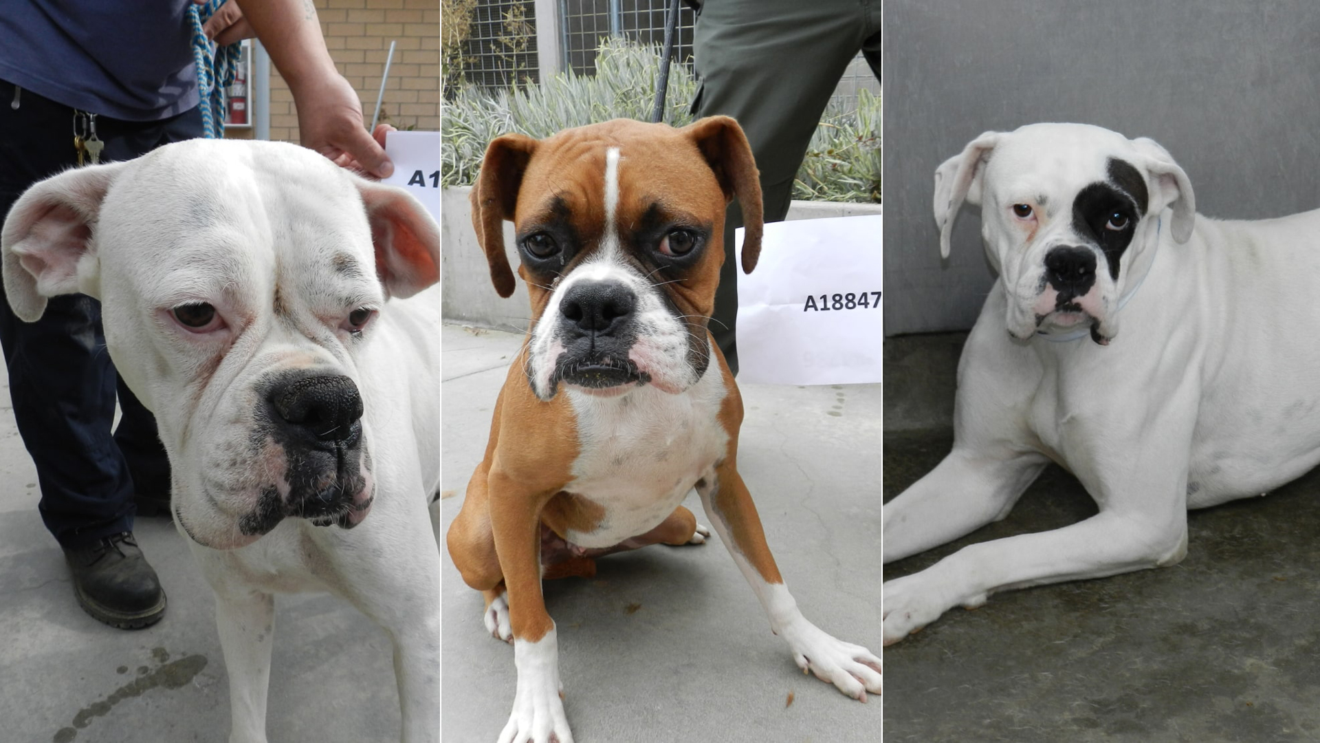 Three of five dogs found malnourished in an L.A. home are shown in photos released by the City Attorney’s Office on Aug. 26, 2020. Left to right, Blanca, Puppy and Spot.