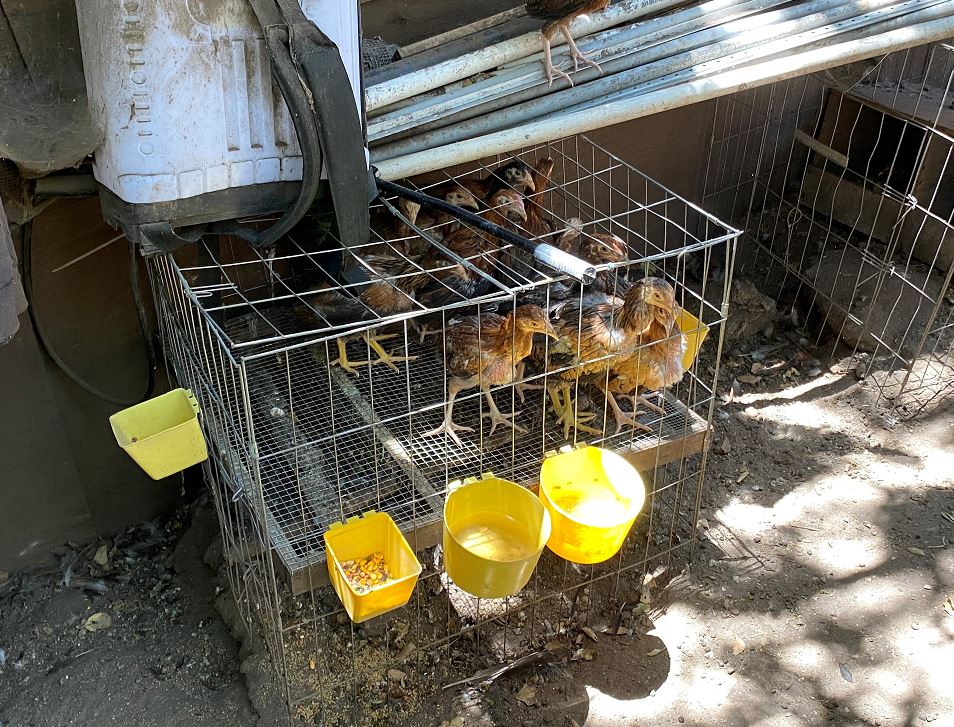 The L.A. County Sheriff's Department released this image of roosters they said were found during a search of a property in an unincorporated area of Chatsworth on Aug. 3, 2020.