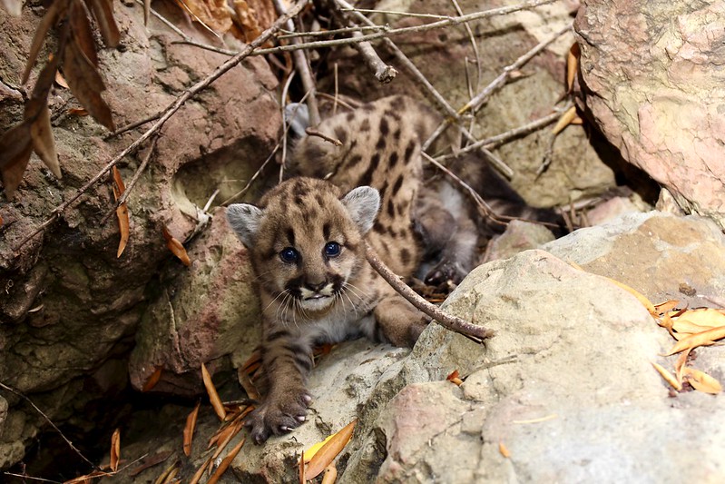 P-80's mountain lion kitten litter is seen in a photo taken by the officials with the Santa Monica Mountains Recreation Area on Aug. 6, 2020.