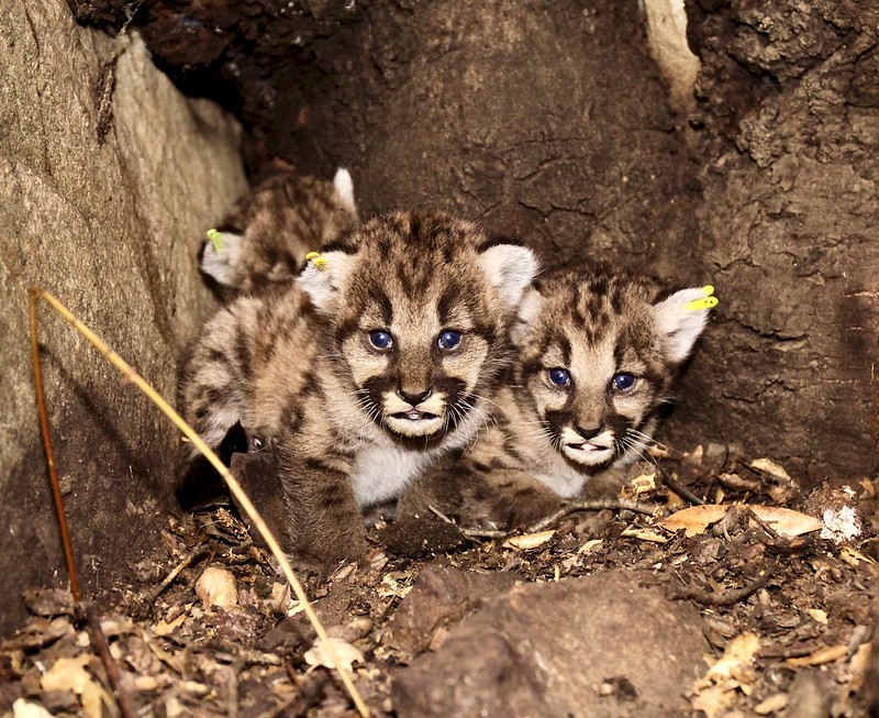 P-65's mountain lion kitten litter is seen in a photo taken by the officials with the Santa Monica Mountains Recreation Area on July 6, 2020.