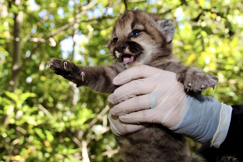 A researcher holds up P-19's mountain lion kitten in a photo taken by the officials with the Santa Monica Mountains Recreation Area on June 19, 2020. 