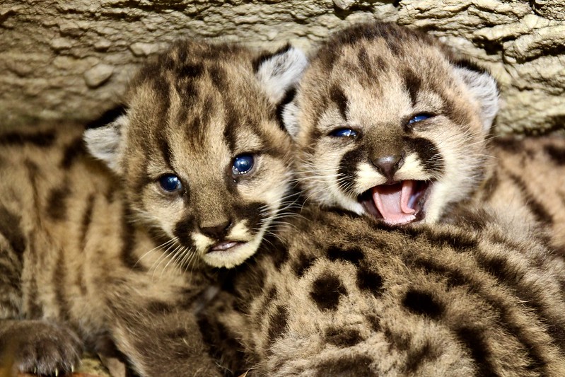 P-19's mountain lion kitten litter is seen in a photo taken by the officials with the Santa Monica Mountains Recreation Area on June 19, 2020.