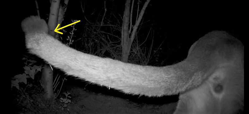 The Santa Monica Mountains National Park released this photo in September 2020 of P-81's kinked tail.