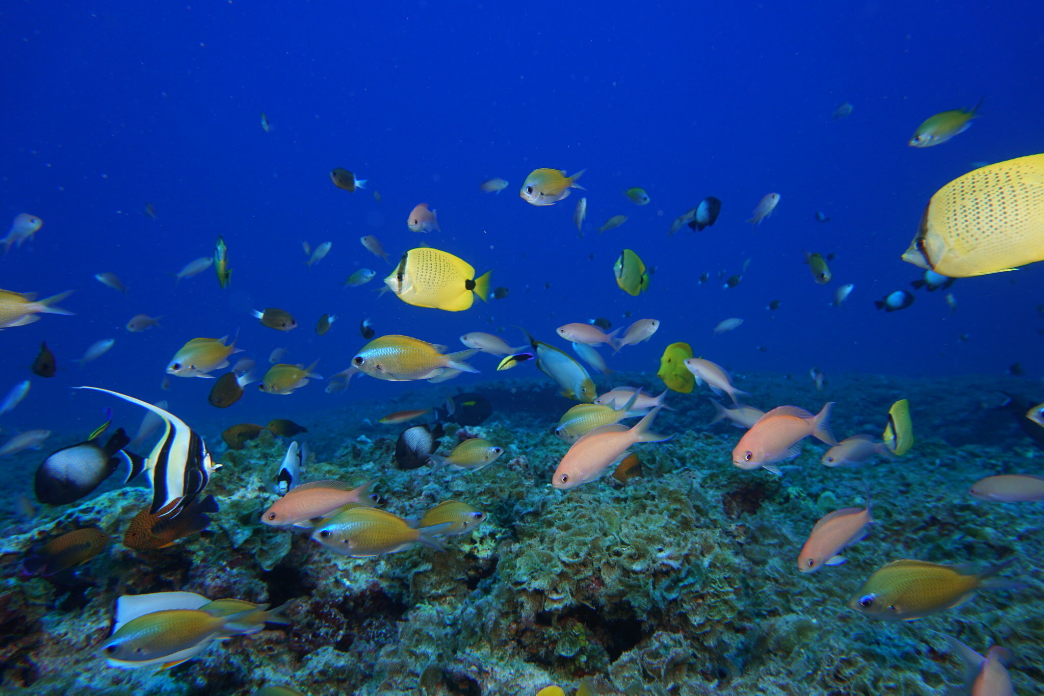 In this Sept. 6, 2017 photo provided by the National Oceanic and Atmospheric Administration, fish swim in a reef at Pearl and Hermes Atoll in the Northwestern Hawaiian Islands. A decade-long effort by the world to save the world’s disappearing species and declining ecosystems has mostly failed so far, with fragile ecosystems like coral reefs and tropical forests in even more trouble than ever, according to a United Nations biodiversity report released on Sept. 15, 2020.