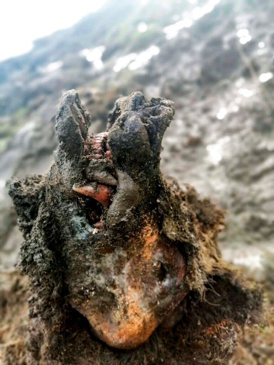 In this undated photo released by North-Eastern Federal University, a head of an Ice Age cave bear found on Bolshoy Lyakhovsky Island, or Great Lyakhovsky, the largest of the Lyakhovsky Islands belonging to the New Siberian Islands archipelago between the Laptev Sea and the East Siberian Sea in northern Russia. Reindeer herders in a Russian Arctic archipelago have found an immaculately preserved carcass of an Ice Age cave bear revealed by the melting permafrost, which has all its internal organs, teeth and even its nose intact. (North-Eastern Federal University via AP)