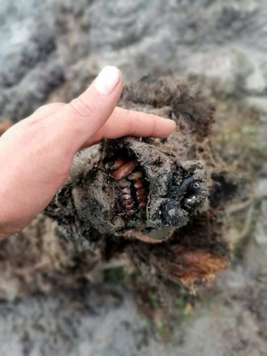 In this undated photo released by North-Eastern Federal University, a head of an Ice Age cave bear found on Bolshoy Lyakhovsky Island, or Great Lyakhovsky, the largest of the Lyakhovsky Islands belonging to the New Siberian Islands archipelago between the Laptev Sea and the East Siberian Sea in northern Russia. Reindeer herders in a Russian Arctic archipelago have found an immaculately preserved carcass of an Ice Age cave bear revealed by the melting permafrost, which has all its internal organs, teeth and even its nose intact. (North-Eastern Federal University via AP)