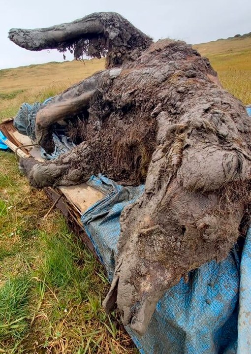 In this undated photo released by North-Eastern Federal University, a carcass of an Ice Age cave bear found on Bolshoy Lyakhovsky Island, or Great Lyakhovsky, the largest of the Lyakhovsky Islands belonging to the New Siberian Islands archipelago between the Laptev Sea and the East Siberian Sea in northern Russia. Reindeer herders in a Russian Arctic archipelago have found an immaculately preserved carcass of an Ice Age cave bear revealed by the melting permafrost, which has all its internal organs, teeth and even its nose intact. (North-Eastern Federal University via AP)