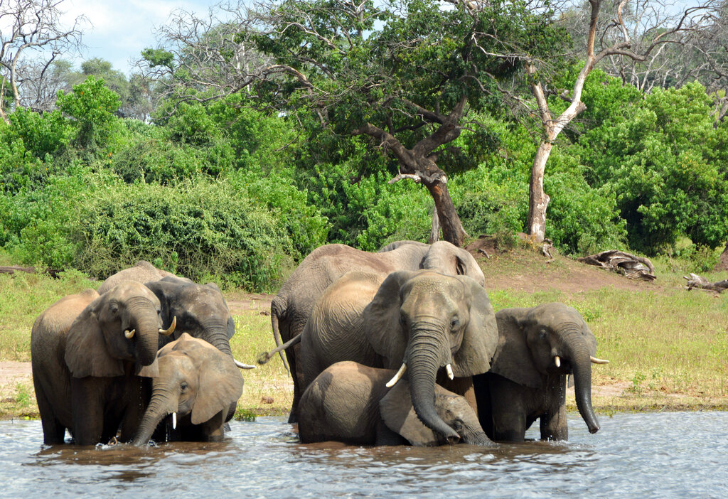 In this March 3, 2013 file photo, elephants drink from the Chobe National Park in Botswana. (AP Photo/Charmaine Noronha, File)