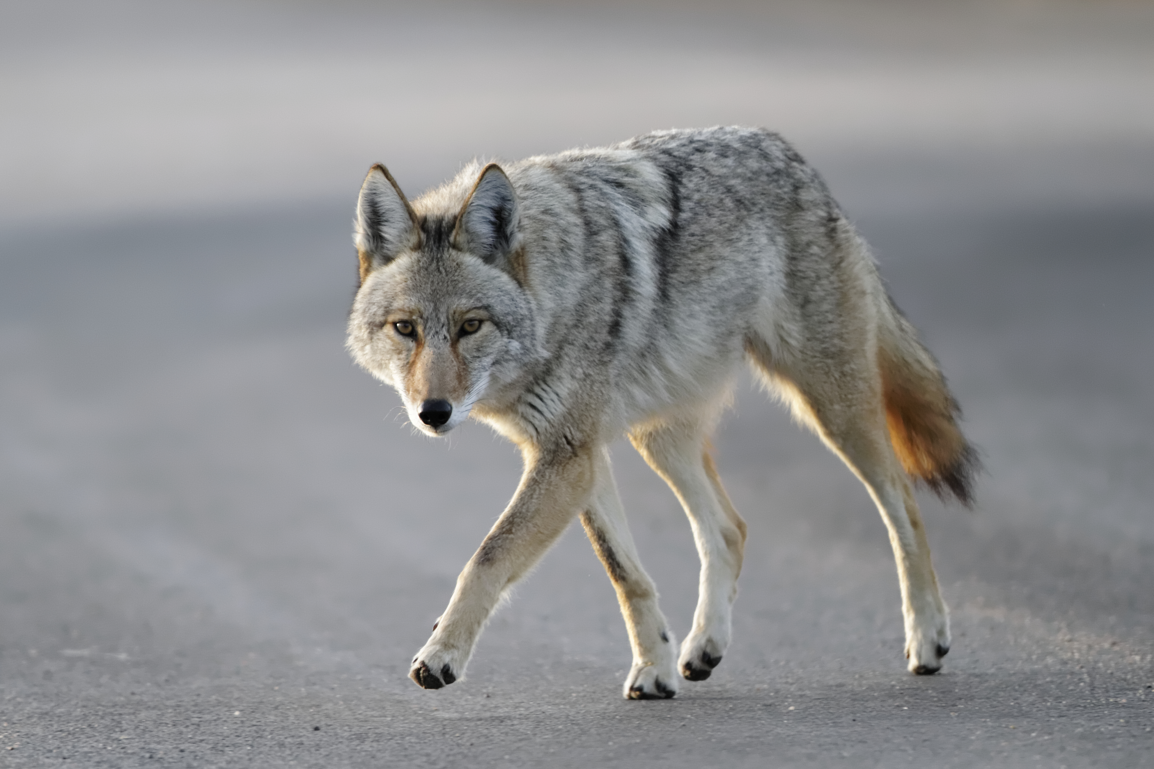 This file photo shows a coyote walking near Cherry Creek State park, Aurora, Colo. (Getty Images)