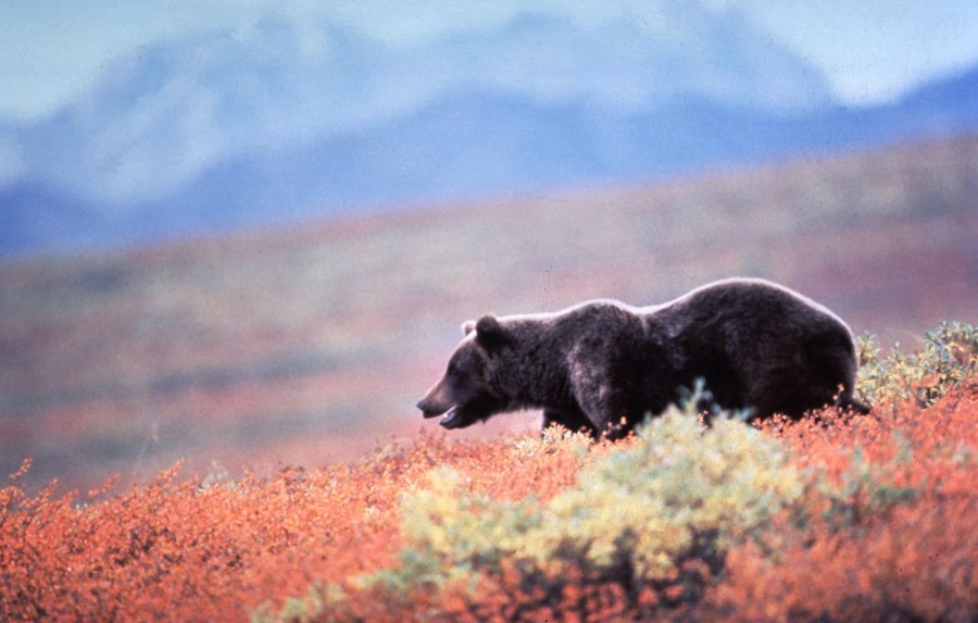 An undated file photo shows a grizzly bear In Alaska. (Getty Images)