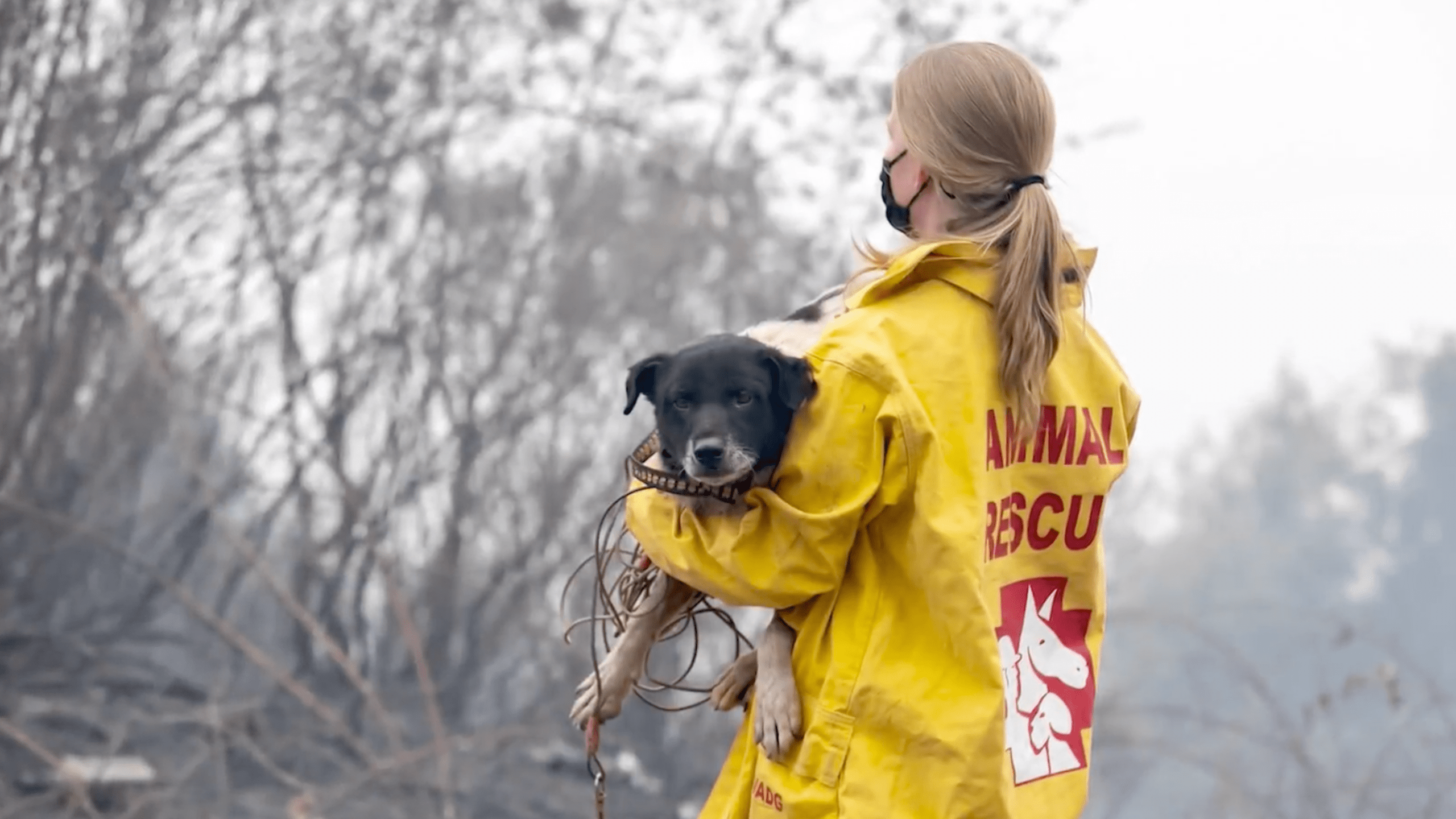 A dog is rescued from a wildfire in this undated photo. (IFAW via NewsNation)