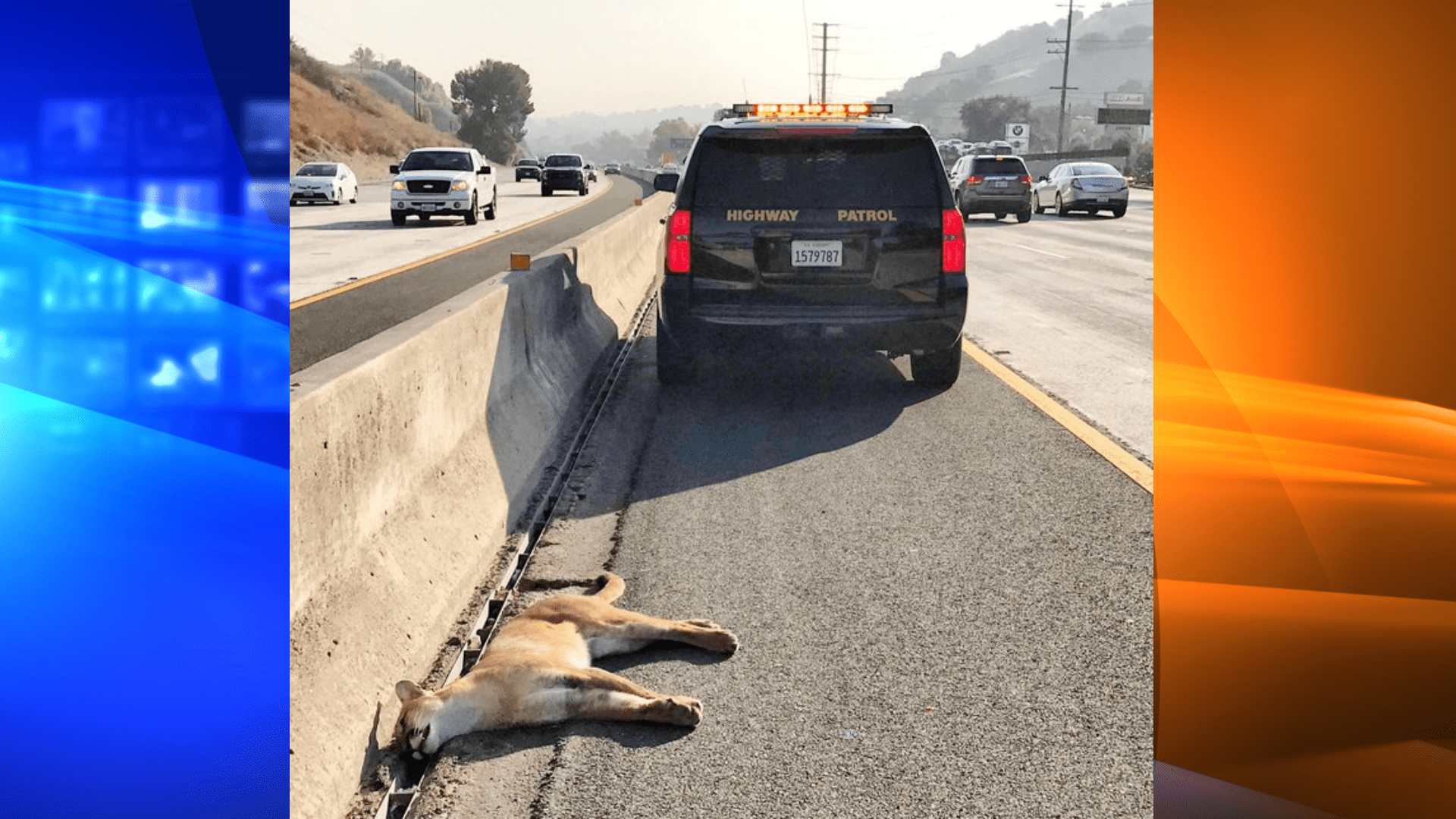 The California Highway Patrol's West Valley division tweeted this image of a mountain lion's body on the 101 Freeway in Calabasas on Sept. 23, 2020.