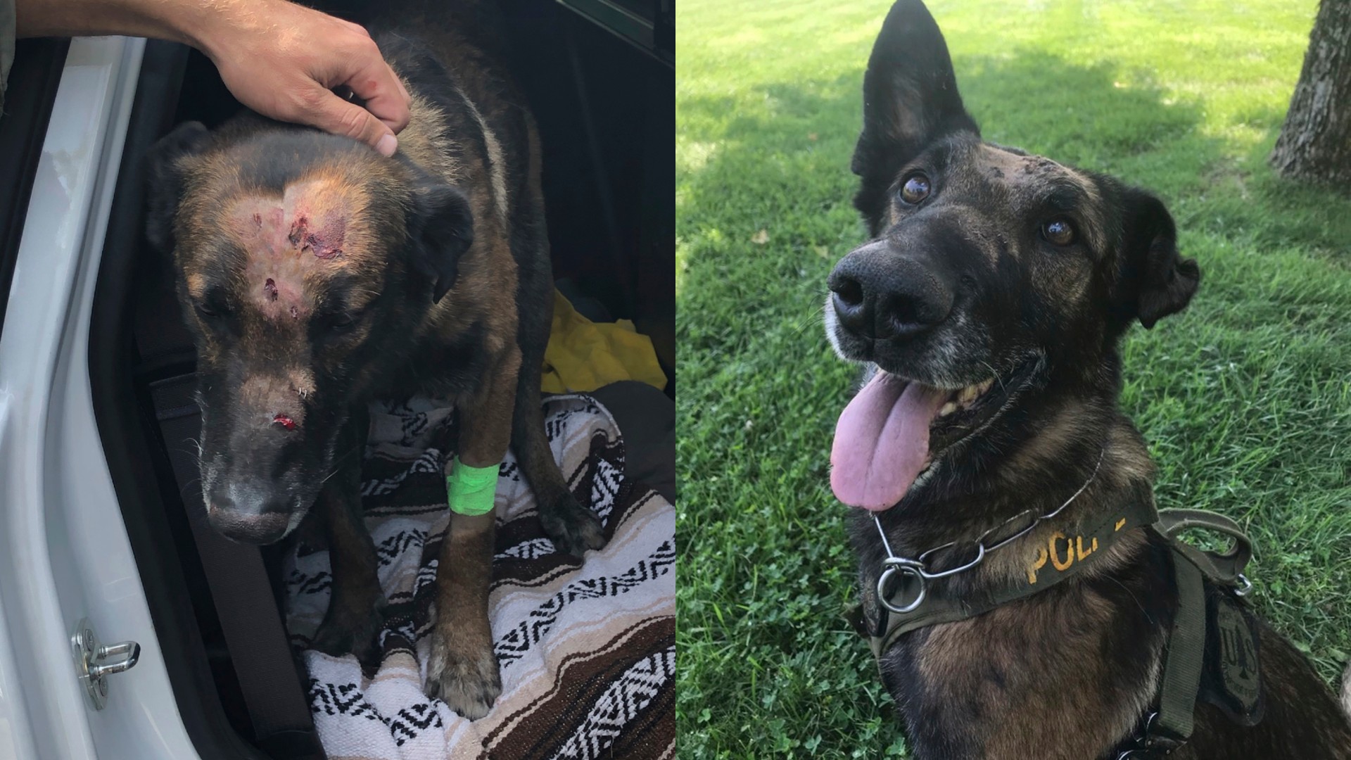 Left: In this Aug. 27, 2020, photo provided by the USDA Forest Service, is a highly decorated U.S. Forest Service police dog named Ice, after he was released from a veterinarian in Medford, Ore. Right: In this Aug. 28, 2020, photo provided by the USDA Forest Service, Ice is seen the day after he suffered nine stab wounds during a marijuana raid in Northern California.(USDA Forest Service via AP)