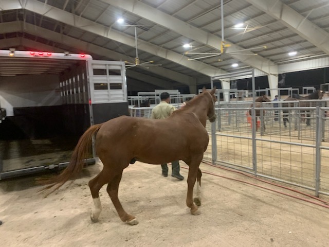 The L.A. Department of Animal Care and Control released this photo of a horse displaced the Bobcat Fire in September 2020.