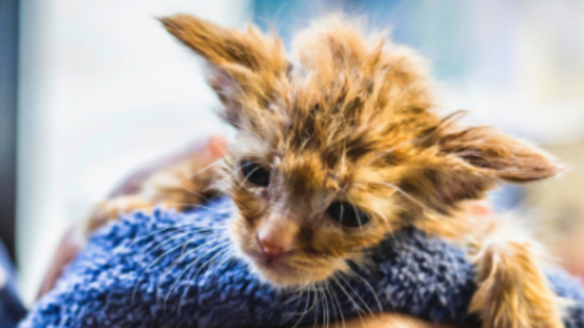 A kitten dubbed "Baby Yoda" was rescued from the North Complex fire last week. (North Valley Animal Disaster Group)