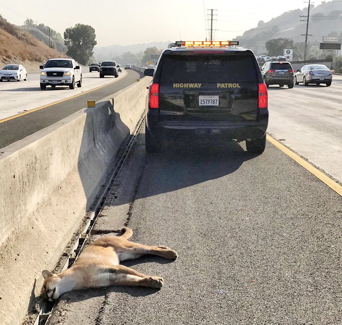 The California Highway Patrol's West Valley division tweeted this image of a mountain lion's body on the 101 Freeway in Calabasas on Sept. 23, 2020.