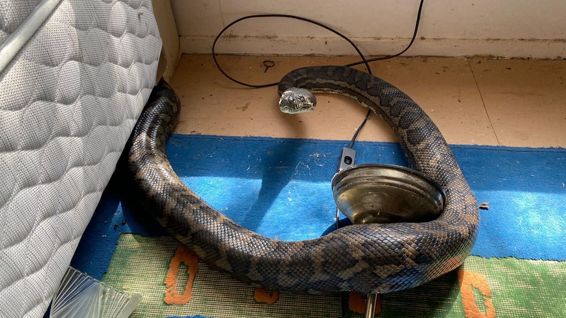 Snake catcher Steven Brown told CNN the pair were "two of the fattest snakes I've seen." (Brisbane North Snake Catchers and Relocation via CNN Wire)