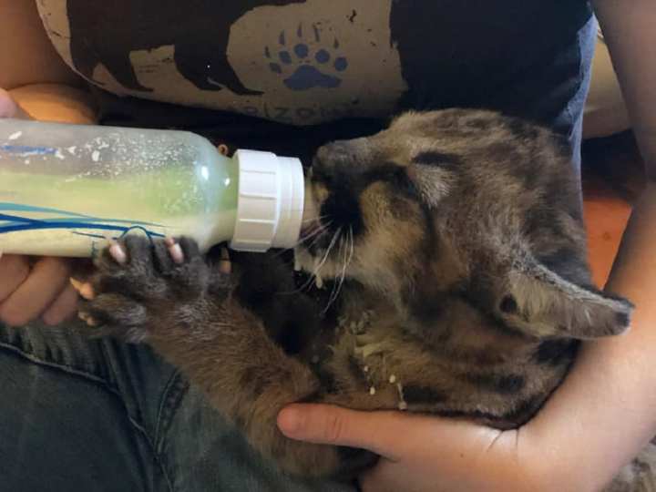 Photos of orphaned mountain lion kittens, female P-91 and male P-92, released by the Santa Monica Mountains National Recreation Area.