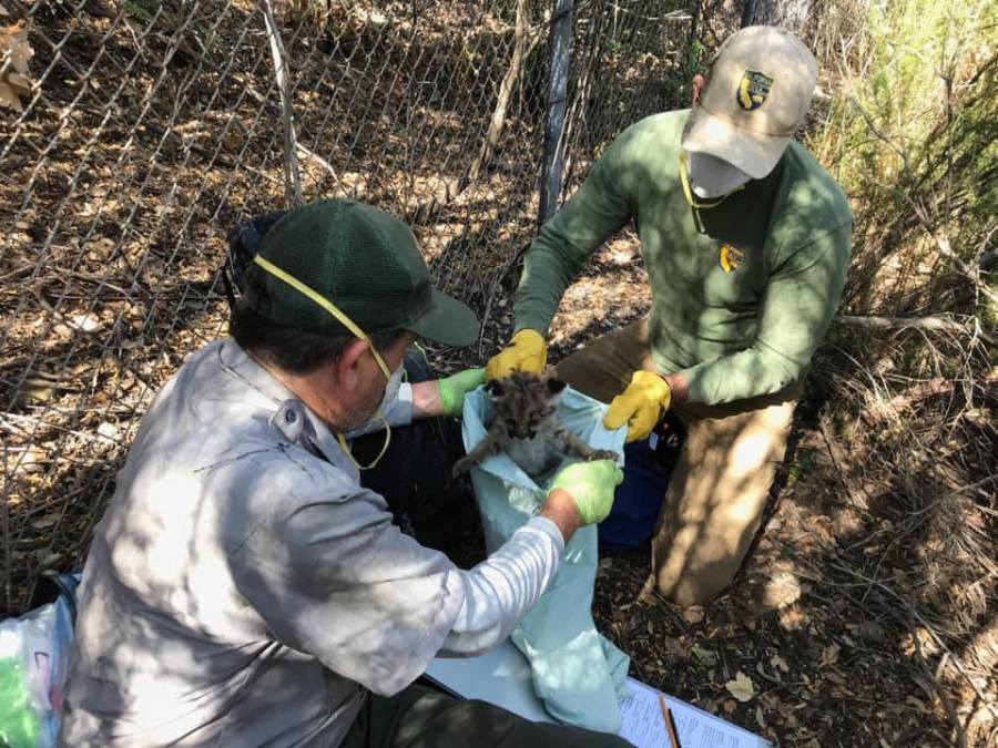 Photos of orphaned mountain lion kittens, female P-91 and male P-92, released by the Santa Monica Mountains National Recreation Area.