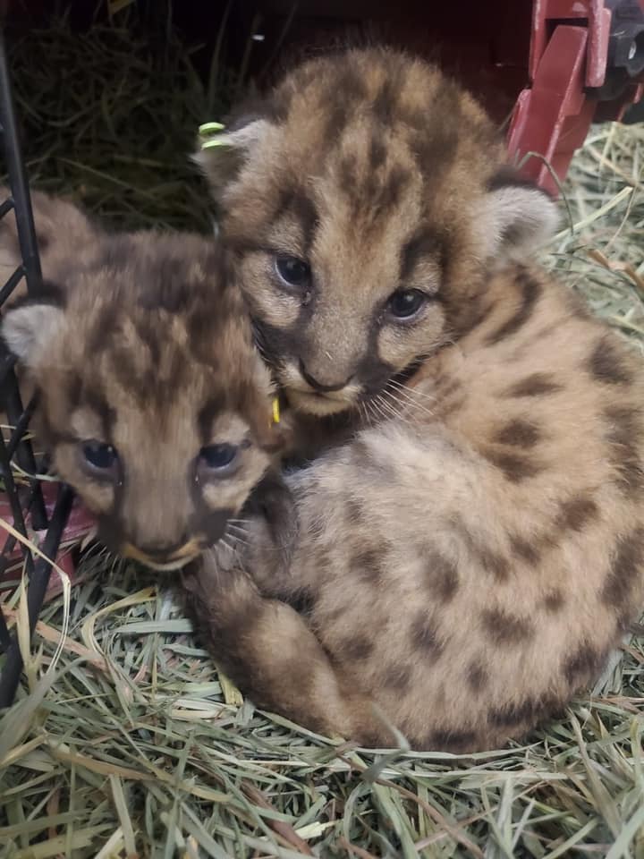 Photos of orphaned mountain lion kittens, female P-91 and male P-92, released by the Santa Monica Mountains National Recreation Area.