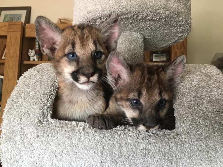 Photos of orphaned mountain lion kittens, female P-91 and male P-92, released by the Santa Monica Mountains National Recreation Area.