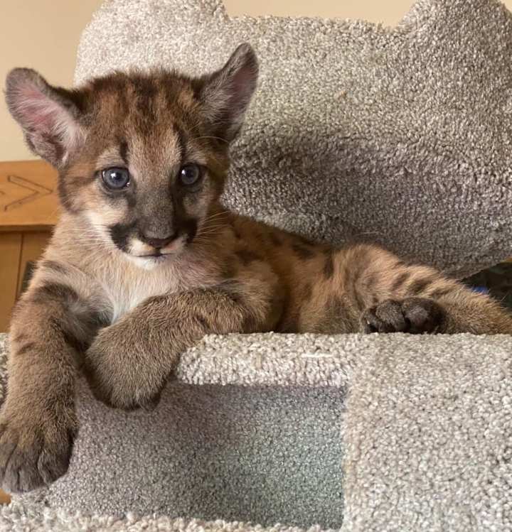 Photos of orphaned mountain lion kittens, female P-91 and male P-92, released by the Santa Monica Mountains National Recreation Area.