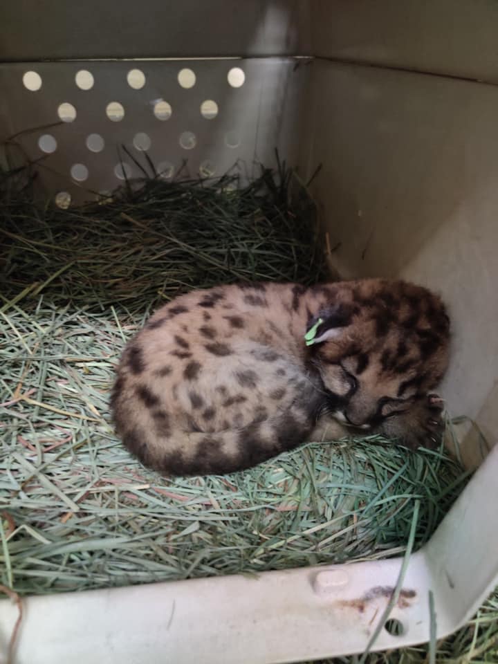 Photos of orphaned mountain lion kittens, female P-91 and male P-92, released by the Santa Monica Mountains National Recreation Area.