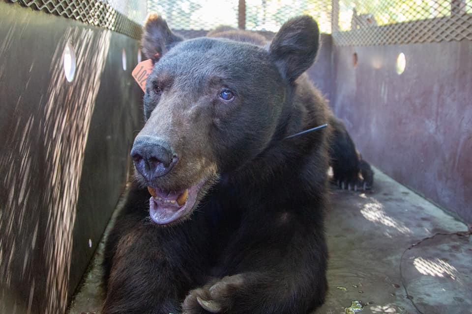 A male black bear whose feet were badly burned in a North Complex fire in Butte County, California, was released back into the wild on Oct. 5, 2020. (California Department of Fish and Wildlife via Storyful)