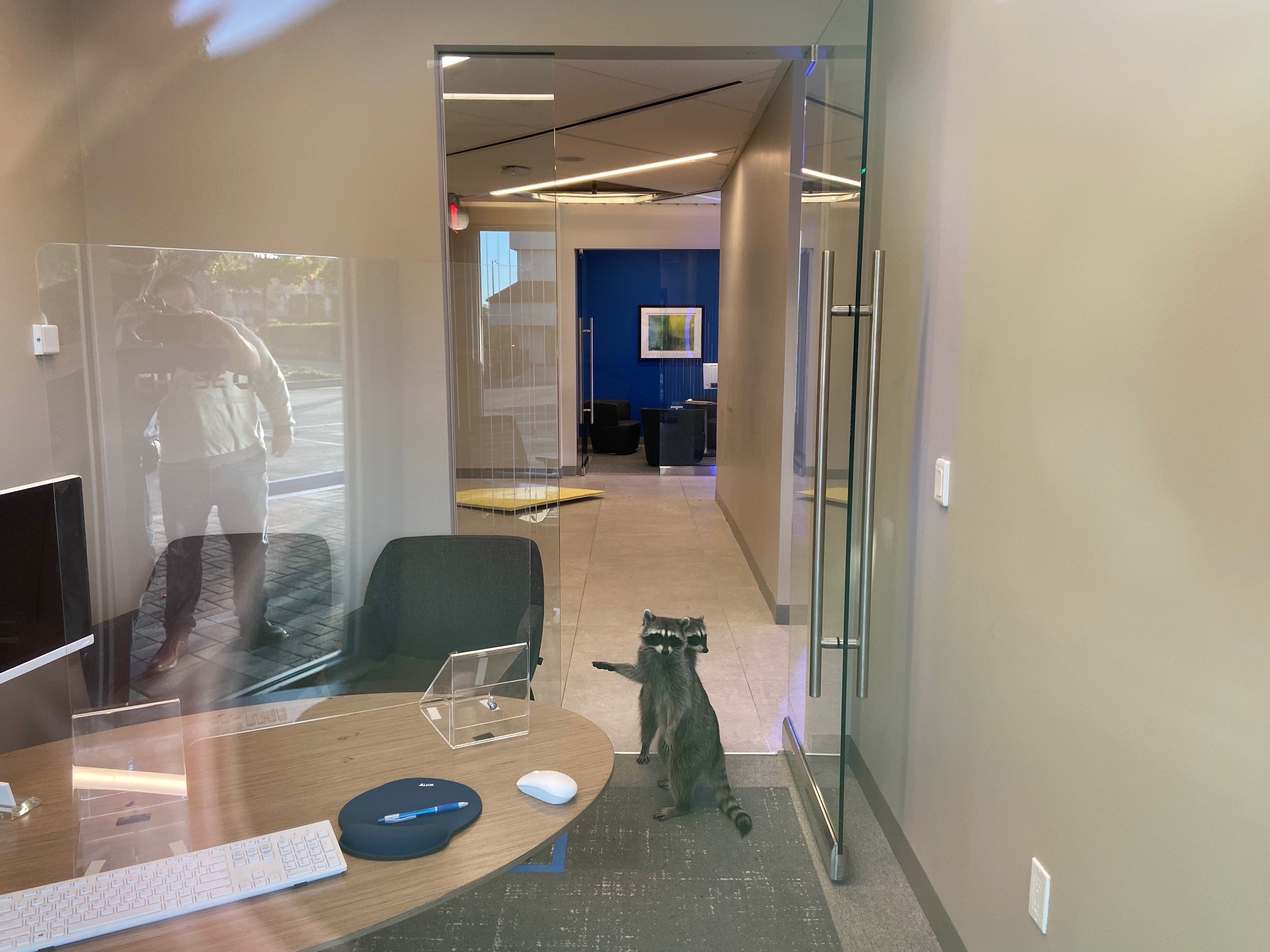 A pair of raccoons that broke into a bank in Redwood City, California, on Oct. 20, 2020. (Peninsula Humane Society & SPCA via Storyful)