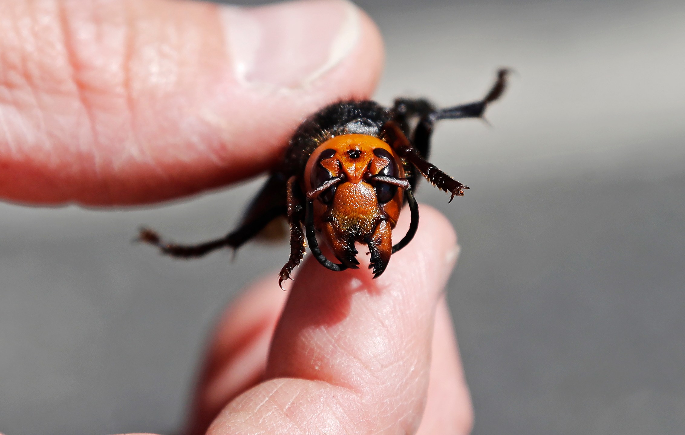 In this May 7, 2020, file photo, Washington State Department of Agriculture entomologist Chris Looney displays a dead Asian giant hornet, a sample brought in from Japan for research in Blaine, Wash. Washington state agriculture workers have trapped their first Asian giant hornet. The hornet was found July 14 in a bottle trap set north of Seattle near the Canadian border, and state entomologists confirmed its identity Wednesday, July 29, 2020. (AP Photo/Elaine Thompson, Pool, File)