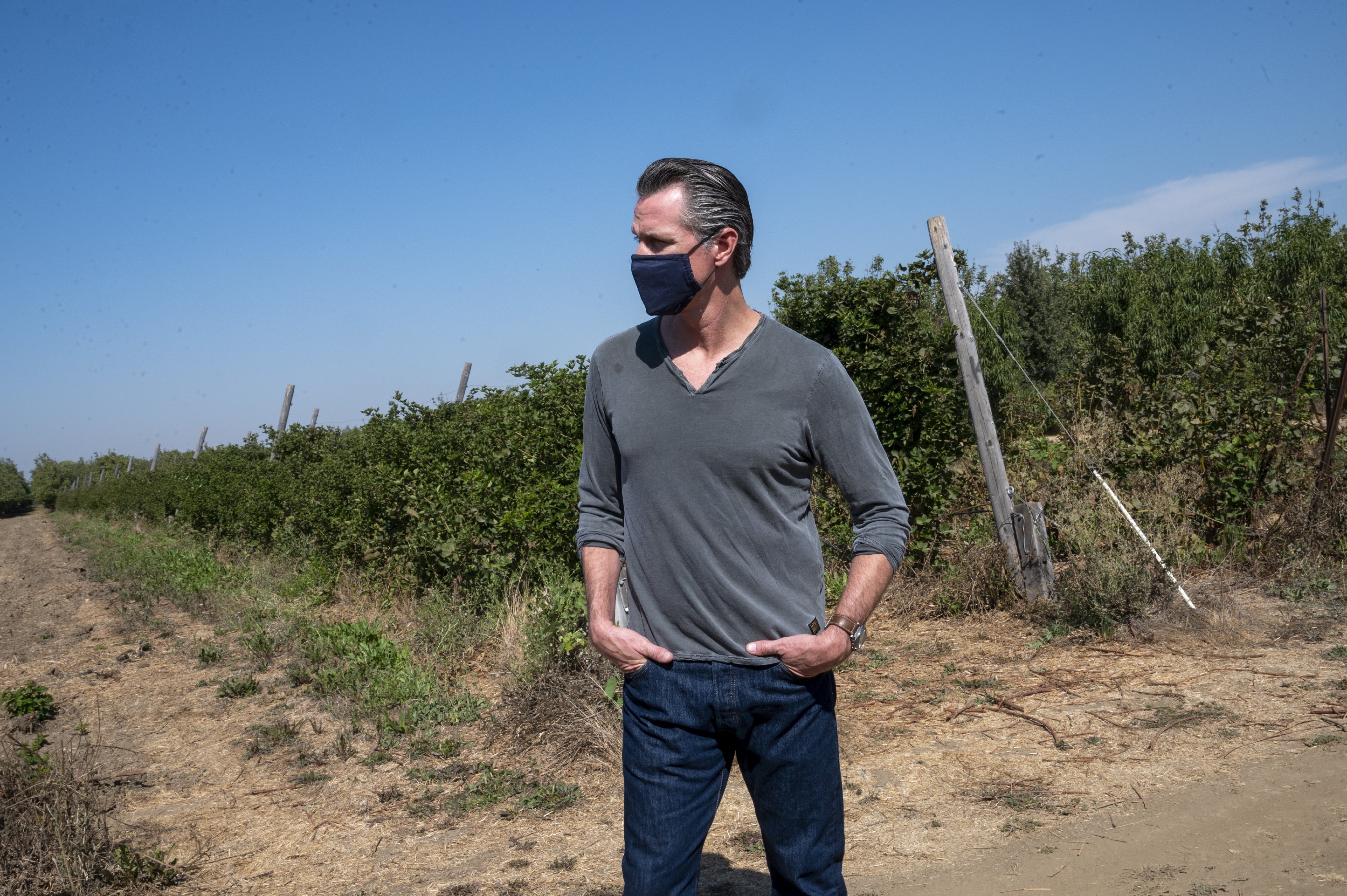 California Gov. Gavin Newsom tours Sierra Orchards walnut farm in Winters, Solano County, on Oct. 7, 2020. (Renée C. Byer / The Sacramento Bee via Associated Press)