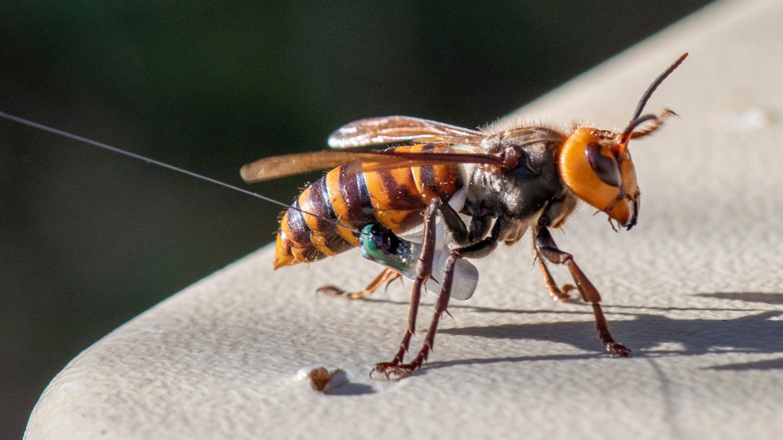 In photo provided by the Washington State Dept. of Agriculture, an Asian Giant Hornet wearing a tracking device is seen on, Oct. 22, 2020 near Blaine, Wash. (Karla Salp/Washington Dept. of Agriculture via AP)