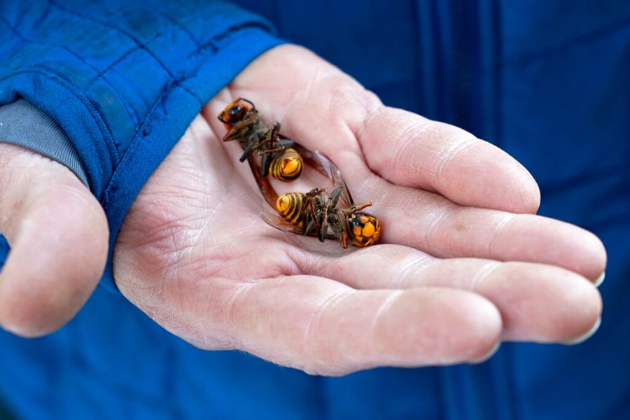 A Washington State Department of Agriculture workers holds two of the dozens of Asian giant hornets vacuumed from a tree Saturday, Oct. 24, 2020, in Blaine, Wash. Scientists in Washington state discovered the first nest earlier in the week of so-called murder hornets in the United States and worked to wipe it out Saturday morning to protect native honeybees. (AP Photo/Elaine Thompson)