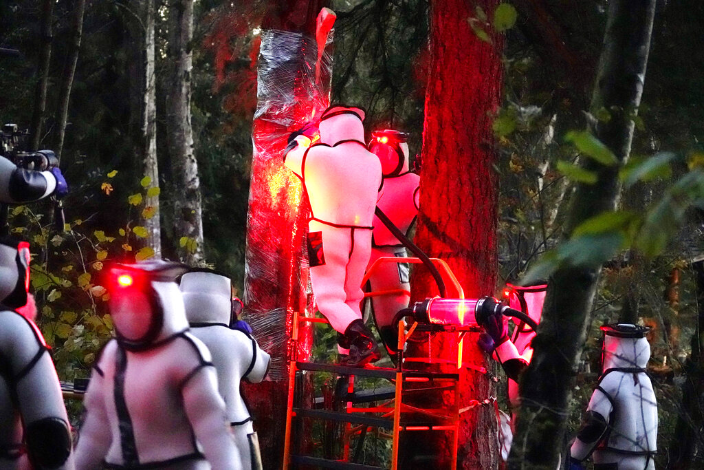 Washington State Department of Agriculture workers, wearing protective suits and working in pre-dawn darkness illuminated with red lamps, vacuum a nest of Asian giant hornets from a tree Saturday, Oct. 24, 2020, in Blaine, Wash. Scientists in Washington state discovered the first nest earlier in the week of so-called murder hornets in the United States and worked to wipe it out Saturday morning to protect native honeybees. (AP Photo/Elaine Thompson)