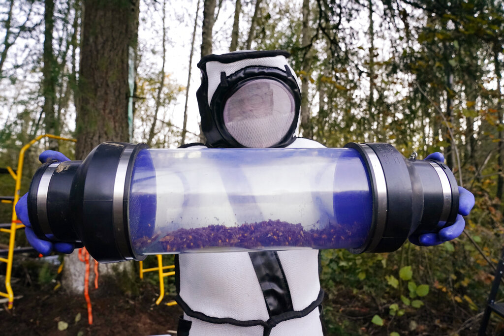 In this Oct. 24, 2020, file photo, Sven Spichiger, Washington state Department of Agriculture managing entomologist, displays a canister of Asian giant hornets vacuumed from a nest in a tree behind him in Blaine, Wash. (AP Photo/Elaine Thompson, File)