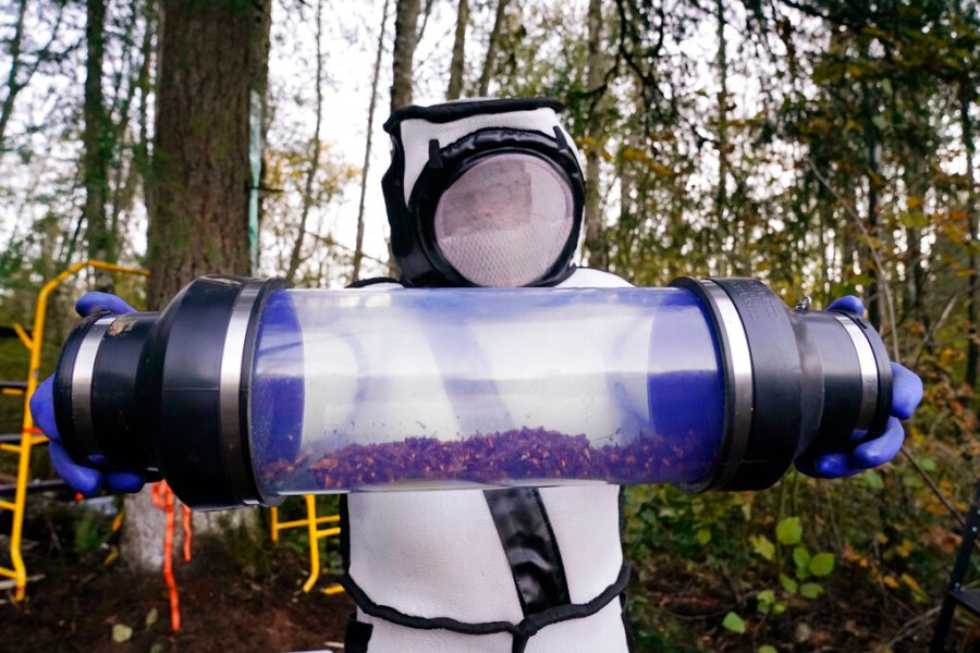 Sven Spichiger, Washington State Department of Agriculture managing entomologist, displays a canister of Asian giant hornets vacuumed from a nest in a tree behind him Saturday, Oct. 24, 2020, in Blaine, Wash. Scientists in Washington state discovered the first nest earlier in the week of so-called murder hornets in the United States and worked to wipe it out Saturday morning to protect native honeybees. Workers with the state Agriculture Department spent weeks searching, trapping and using dental floss to tie tracking devices to Asian giant hornets, which can deliver painful stings to people and spit venom but are the biggest threat to honeybees that farmers depend on to pollinate crops. (AP Photo/Elaine Thompson)