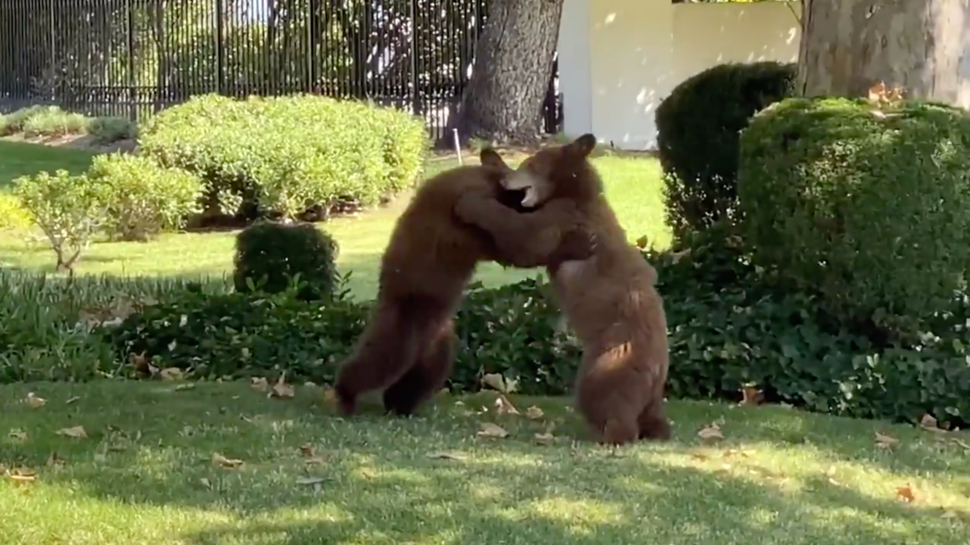 Two bear cubs wrestle in a La Canada Flintridge neighborhood on Oct. 12, 2020. (LASD CrescentaValley via Storyful)