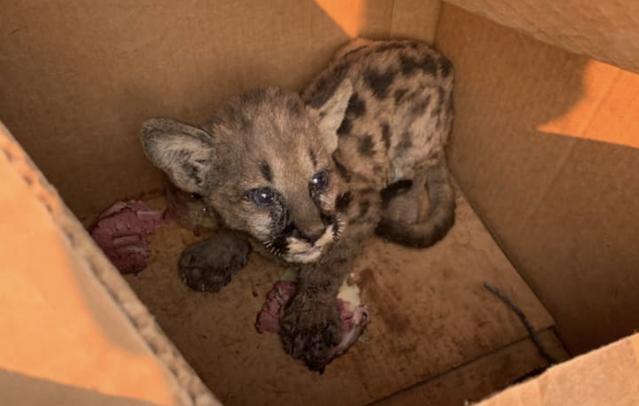 A mountain lion cub from the Zogg Fire on Sept. 29, 2020. (Shascom911)